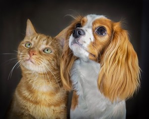 Portrait Dog and Cat