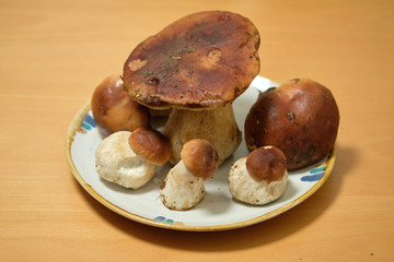 Close-up of fungi of various sizes just picked