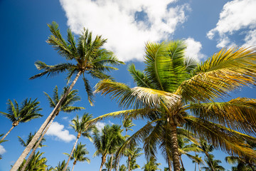 Miami palm trees against blue sky