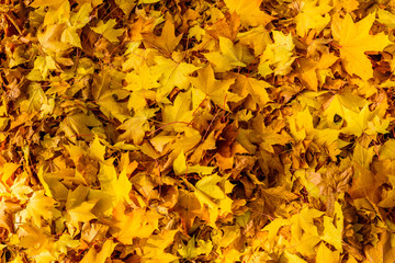 Background of the fallen yellow maple leaves. Autumn concept