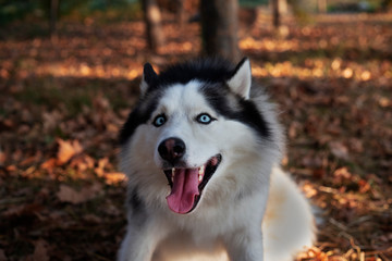 Happy Siberian Husky, portrait of a dog