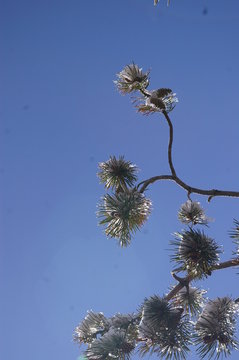 Pine Branches 