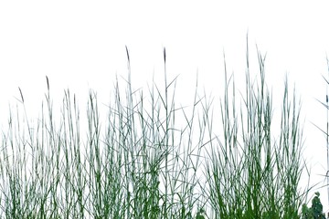 Wild grass bush with flower blossom on white isolated background 
