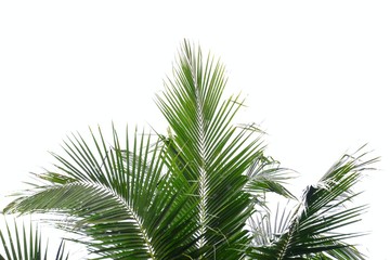 Coconut leaves with branches on white isolated background for green foliage backdrop 