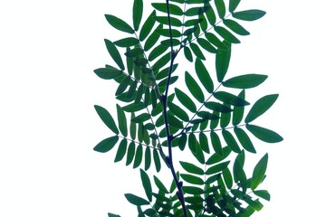 Wild tamarind leaves with branches on white isolated background for green foliage backdrop and copy space