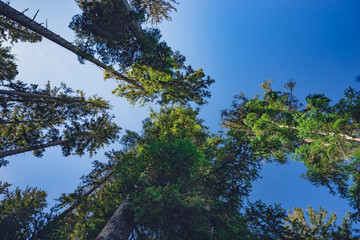 trees and blue sky