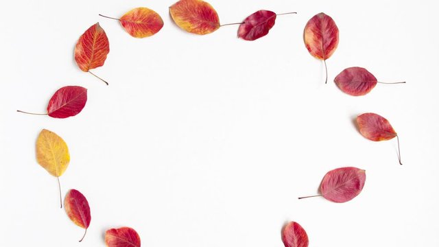 Stop motion animation top view flat lay of yellow, red and orange autumn leaves in circle on white background. Leaf fall concept with space for text in centrum