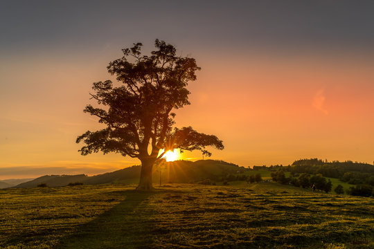 Abandoned tree when sun rays pass through the center of the trunk and orange clouds staying at sunset overlooking the countryside and hay on the edge of captured in Beskids nature © Lukas