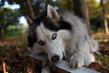Happy Siberian Husky, portrait of a dog