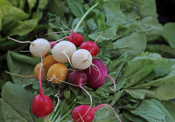 A fresh bunch of multi-colored radishes.