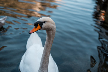 Amazing swan close up image, Cygnus close up photography