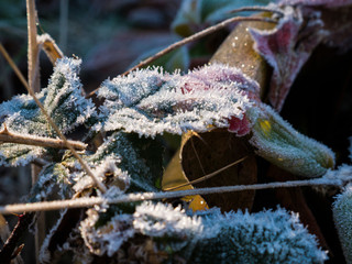 frost on a branch