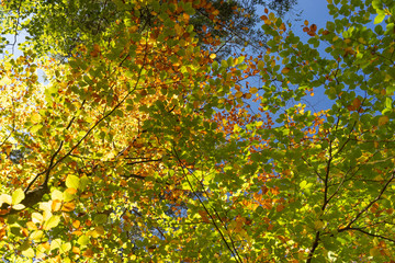 Fototapeta premium colorful autumn leaves on tree pattern