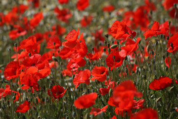 Klatschmohn (Papaver rhoeas)