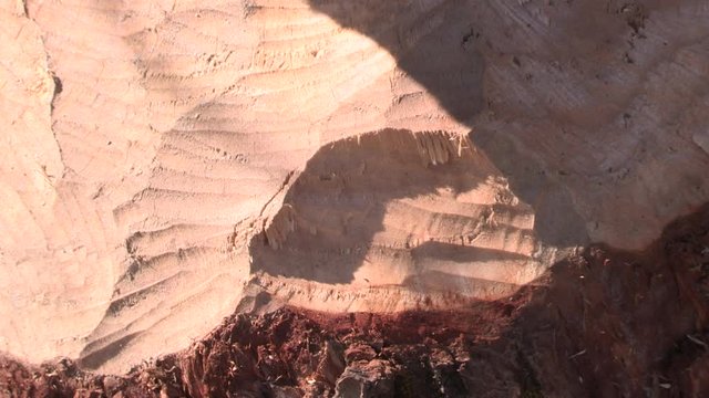 Beaver bite marks on a tree trunk