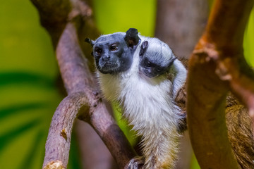 Pied tamarin father carries his baby on a tree