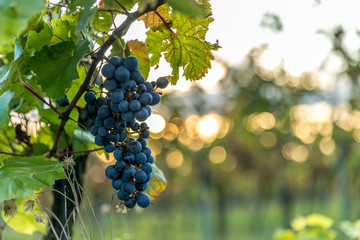 A bunch of ripe grapes from a farm during sunset in the background on the horizon wine, moving in strong wind before harvesting and preparing wine in the South Moravia region