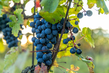 A bunch of ripe grapes from a farm during sunset in the background on the horizon wine, moving in strong wind before harvesting and preparing wine in the South Moravia region