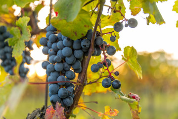 A bunch of ripe grapes from a farm during sunset in the background on the horizon wine, moving in strong wind before harvesting and preparing wine in the South Moravia region
