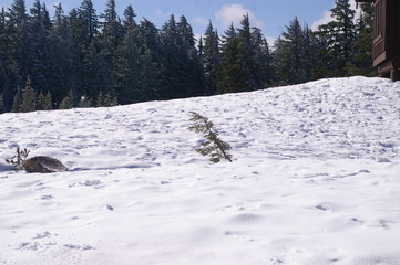 Little Tree Against Snowpack