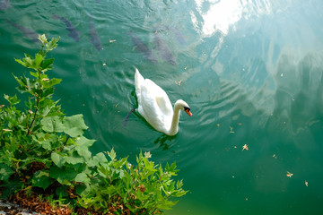 Beautiful Swan swimming in a Lake