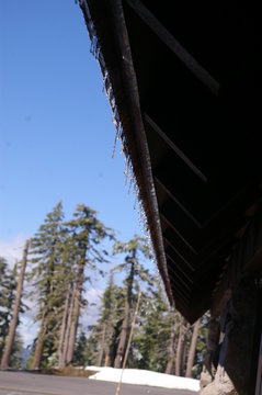 Tree Pollen Wifi Signal