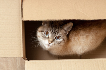 a cute fluffy domestic kitten hiding at box.