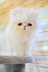 Fototapeta premium cute christmas white persian baby cat kitten