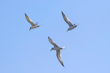 Obraz premium Three Forsters Tern flying in a cloudless sky