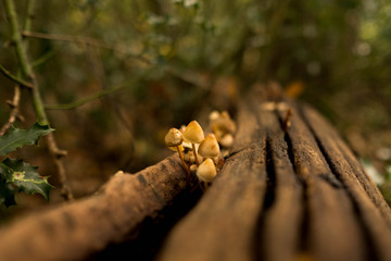 Woodland mushrooms