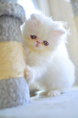 Fototapeta premium cute christmas white persian baby cat kitten