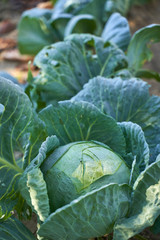 Obraz premium White cabbage in the garden, after rain