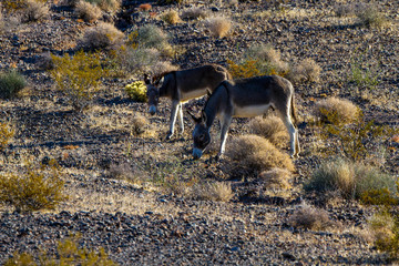 Two Wild Burros, an adult female and a juvenile, at dawn on a prairie in Nevada