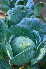 Fototapeta premium White cabbage in the garden, after rain