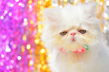 Fototapeta premium cute christmas white persian baby cat kitten