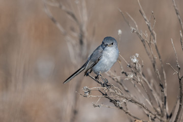 Blue Gray Gnatcatcher bird has delicate balance perched on the thin branches of the estuary vegetation.