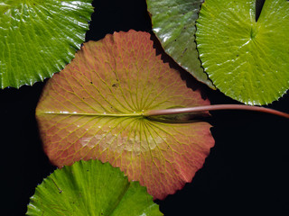 Nymphaea Tropic Sunset Lily Pad