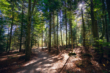 Black Forest landscape