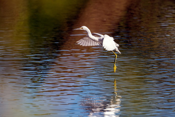 Snowy White Egret gracefully descends toward the pond water reflective surface while landing.