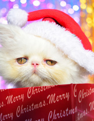 cute christmas white persian baby cat kitten