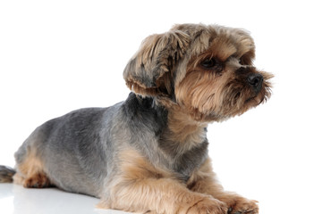 wonderful yorkshire terrier dog with brown fur lying down