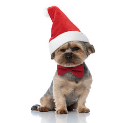 yorkshire terrier dog wearing christmas hat sitting bored