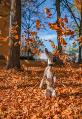 junge Whippet Hündin spielt mit den herabfallenden Blättern im herbstlichen Wald