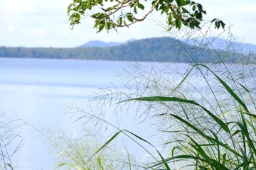 Wild grass flower growing beside the beach with blur a beautiful sea and mountain at Lam-Korkwang in Chumphon,the south of Thailand