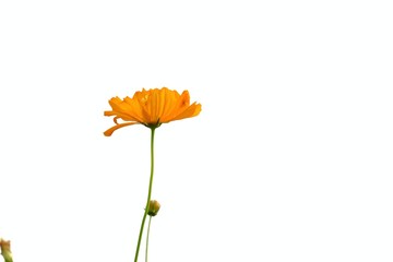 A single sweet yellow cosmos flower blossom on white isolated background and copy space