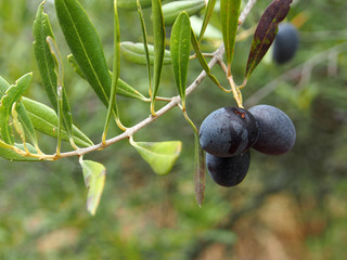 Schwarze Oliven am Baum