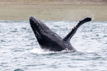 Obraz premium Baby whale