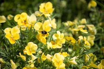 Pretty bright yellow flowers of pansies and a bee on one of the flowers.