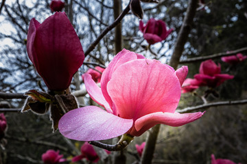 Dew drops on beautiful magnolia flower on blurred background