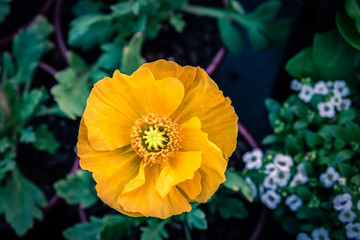 Yellow poppy flower top view with shallow focus